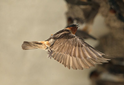 Cliff Swallow