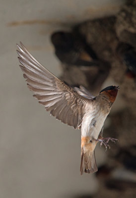 Cliff Swallow