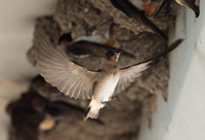 Cliff Swallow