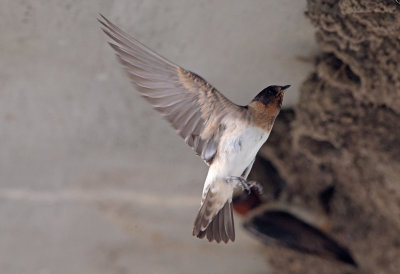 Cliff Swallow