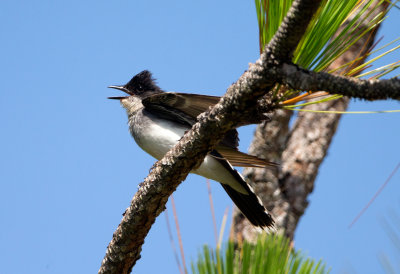 Eastern Kingbird