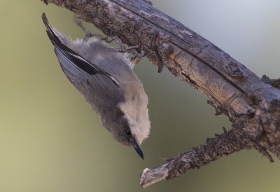 Pygmy Nuthatch