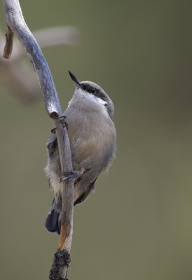 Pygmy Nuthatch