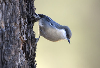 Pygmy Nuthatch