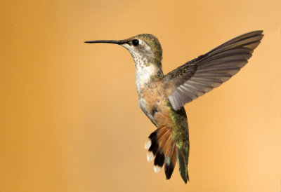 Rufous Hummingbird