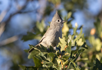 Juniper Titmouse