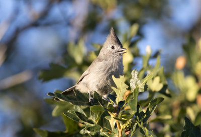 Juniper Titmouse