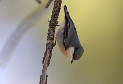 Pygmy Nuthatch