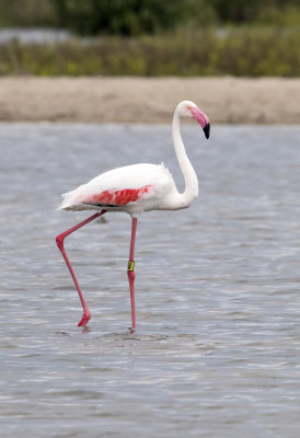 Greater Flamingo