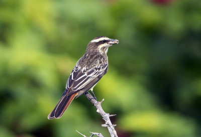 Variegated Flycatcher