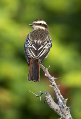 Variegated Flycatcher