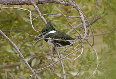 Amazon Kingfisher