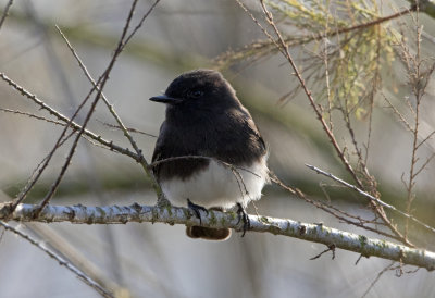 Black Phoebe