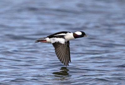 Bufflehead