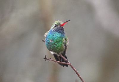 Broad Billed Hummingbird