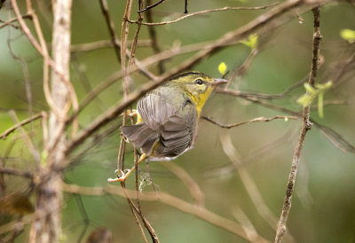 Golden Crowned Warbler