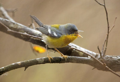 Tropical Parula