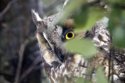 Long Eared Owl