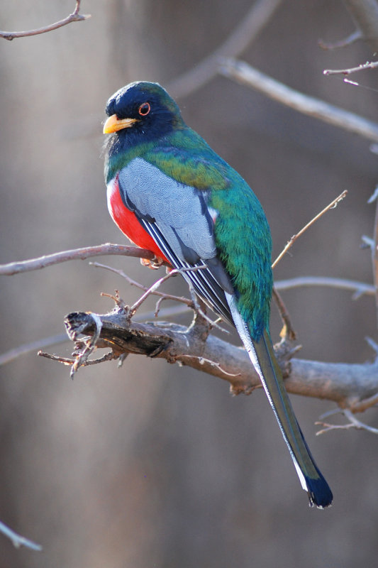 Elegant Trogon