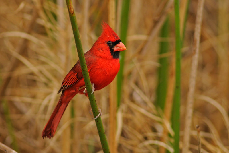 Northern Cardinal