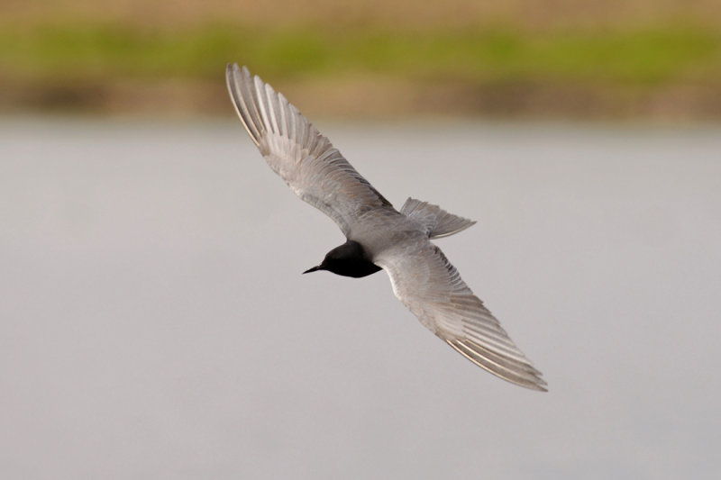 Black Tern