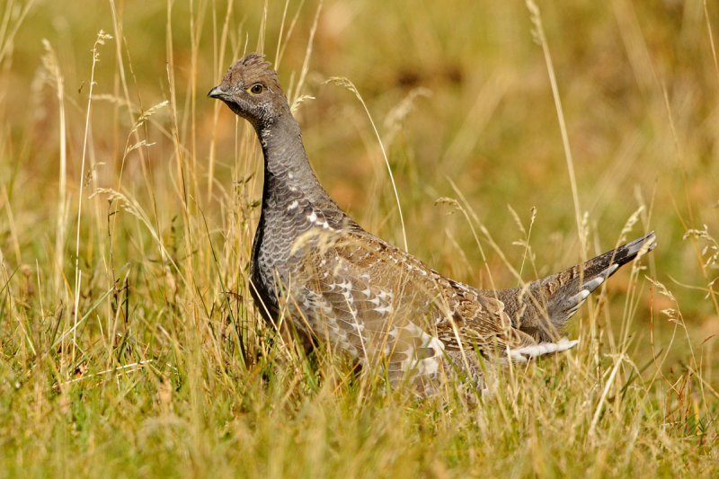 Dusky Grouse