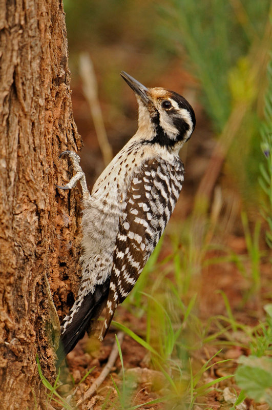 Ladder-backed Woodpecker