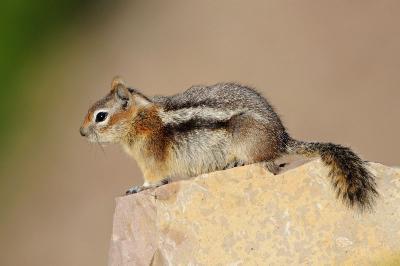 Golden-mantled Ground Squirrel 