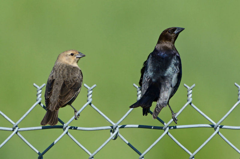 Brown-headed Cowbirds