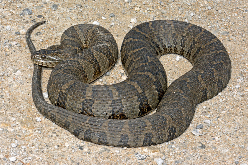 Diamond-backed Watersnake