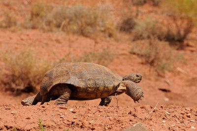 Desert Tortoise