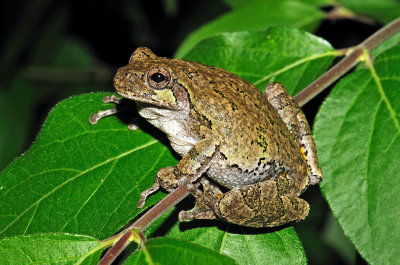 Cope's Gray Treefrog