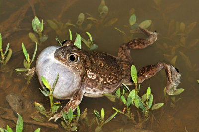 Plains Spadefoot