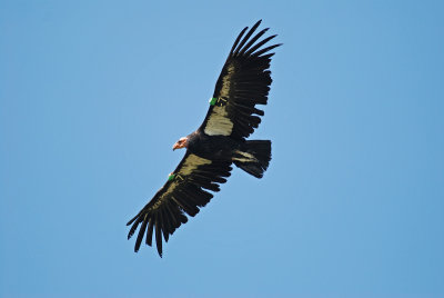 Condors & Vultures