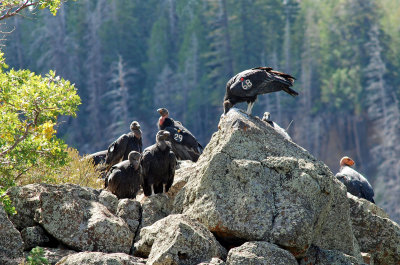 California Condors