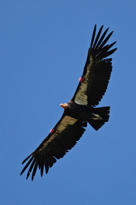 California Condor