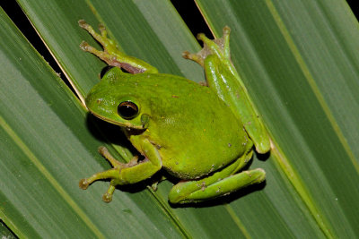 Green Treefrog