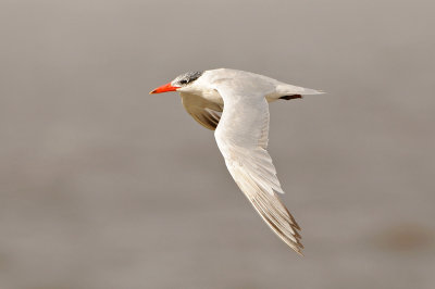 Caspian Tern