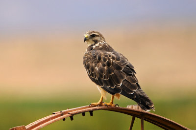 Swainson's Hawk