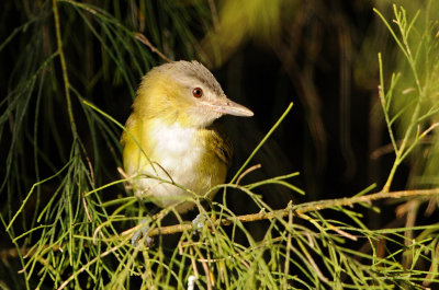 Yellow-green Vireo