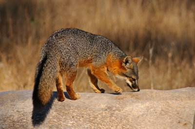 Island Fox