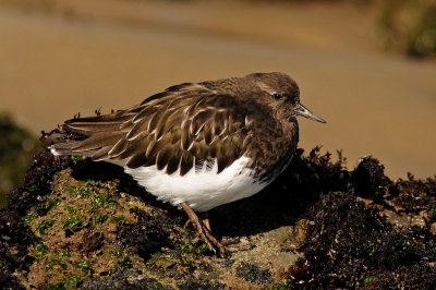 Black Turnstone