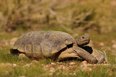 Desert Tortoise