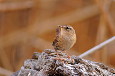 Winter Wren