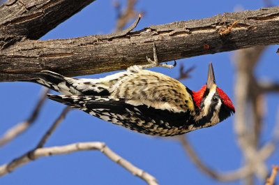 Yellow-bellied Sapsucker