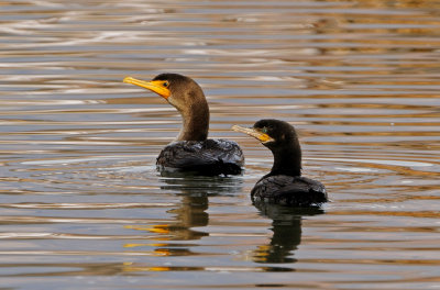 Double-crested and Neotropic Cormorants