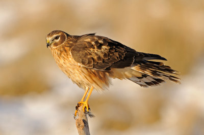 Northern Harrier