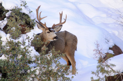 Mule Deer