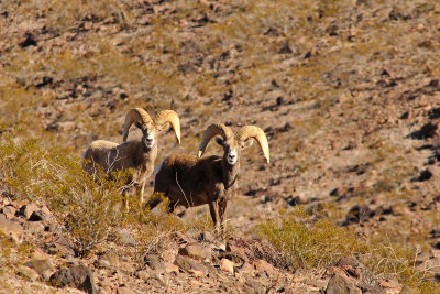 Desert Bighorn