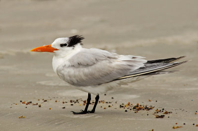 Royal Tern